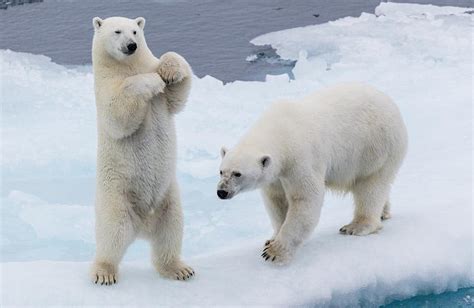 Le message dans la photo manipulée demandait la démission dâ un. Ours Polaire Nombre Restant - Pewter