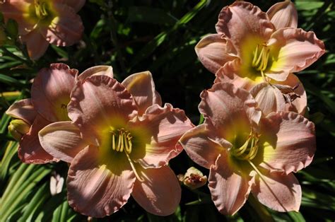 Browse the most recent woodland, california obituaries and condolences. A few spectacular Daylilies in Redding California by Skip ...