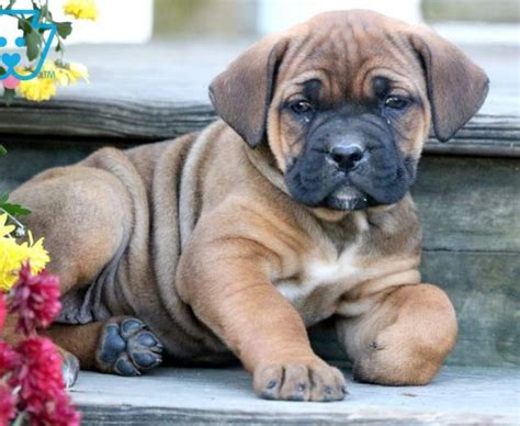 Look at pictures of cane corso puppies who need a home. Cane Corso Puppies For Sale | Puppy Adoption | Keystone ...