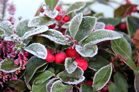 8 декабря — климентов день, или клим холодный. 8 декабря: какой сегодня праздник - | РБК Украина