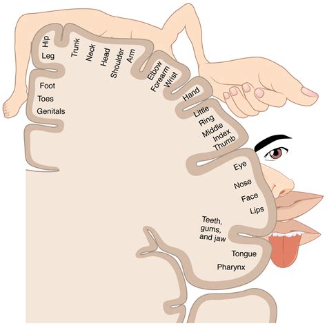 The brain, contained in and protected by the skull and suspended in cerebrospinal fluid, is one of the most important and complex organs in the body. Cortical homunculus - Wikipedia