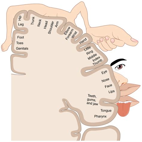 Anatomy of the human brain. Cortical homunculus - Wikipedia