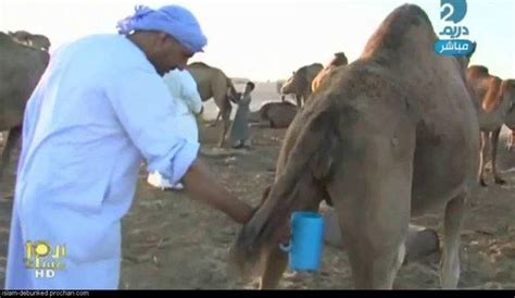 Muslim advocacy for drinking camel urine is back in the news, this time in connection with coronavirus, which is especially ironic if not deadly, as will be explained. EMSS | To Avoid MERS, WHO advises not to drink camel urine ...