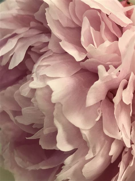 Fina gardens peonies has 2 reviews (2 positive) at the garden watchdog. Pink peonies | Flowers, Peonies, Pink peonies