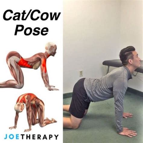 The truest of men made a comic about my cat because he's perfect #Mobilityexercises | Cat cow, Mobility exercises, Cat cow pose