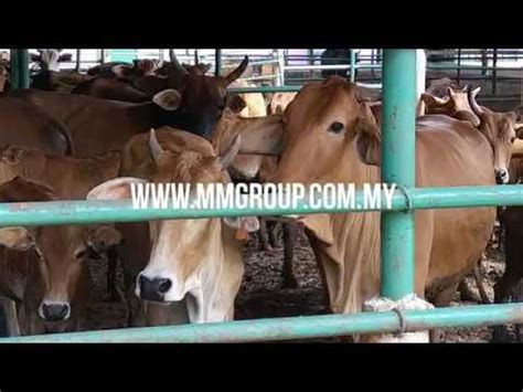 And it's time to prepare your design/project for upcoming holidays: MM EXCELLENT M SDN BHD FARM - YouTube