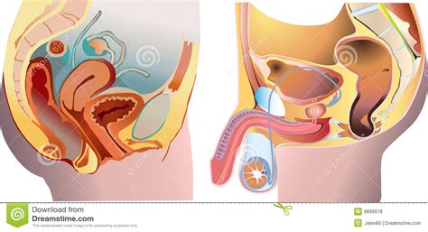 What are the testes located within and… male vs. Male And Female Reproduction System Stock Vector ...