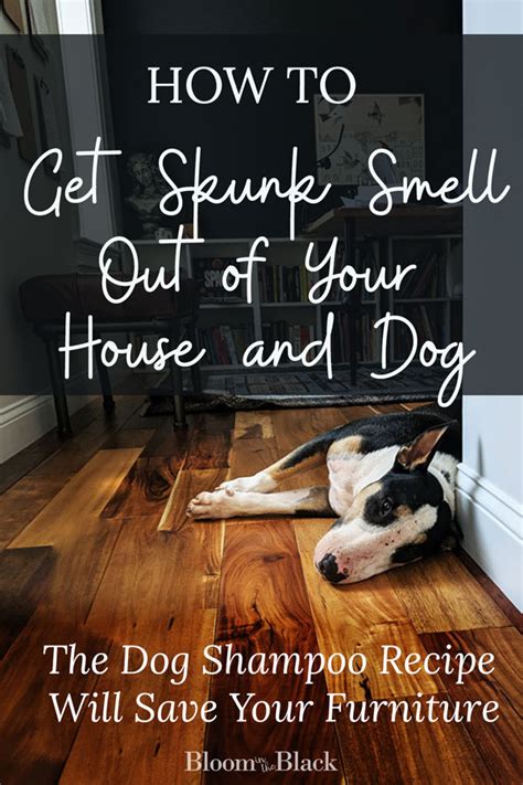 Getting rid of skunk smell: How to Get Rid Of Skunk Smell | Skunk smell, Dog sprayed ...