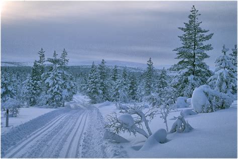 Schneebedeckte bäume ruka finnland winter. Winter in Finnland - BildRaum