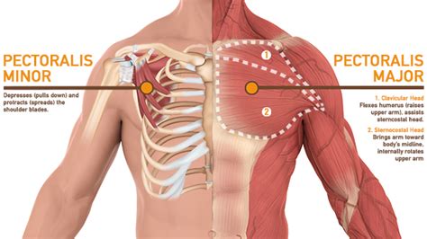 Muscles and bones in human body. Chest Muscles Diagram - Diagram Of The Ductal Anatomy Of The Breast 1 Chest Wall 2 Download ...