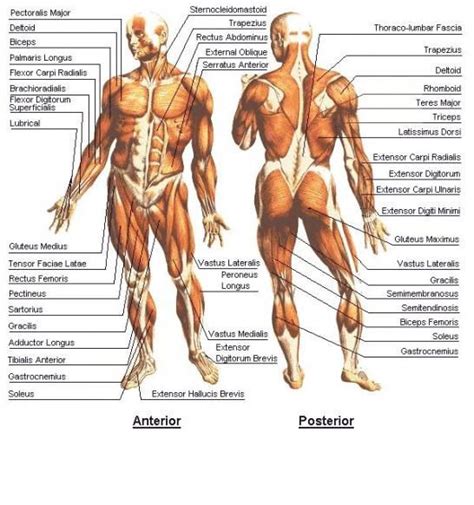 Anatomical diagram showing a front view of muscles in the human body. muscles of the human body diagram | Get Familiar With Your Body s Anatomy Body Muscle Diagram ...