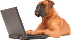 Companion animal hospital is your compassionate madison veterinary clinic. What to Expect | Veterinarian in Madison, WI | Healthy Pet ...