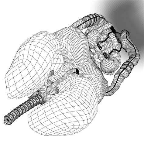 Female human anatomy, internal organs diagram, physiology, structure, medical profession, morphology, healthy. Human Female Internal Organs Anatomy 3D Model MAX OBJ 3DS FBX C4D LWO LW LWS | CGTrader.com
