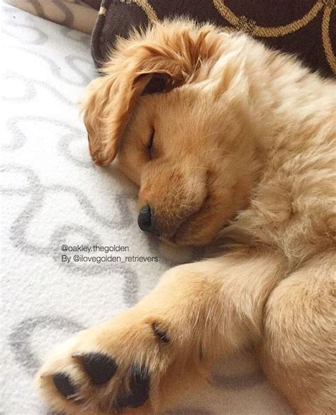 My lo loves to eat golden morn so i decided to get creative with it and this is what i came up with. I Love Golden Retrievers (@ilovegolden_retrievers) Instagram :「Good morning sleepy head Debbie ...