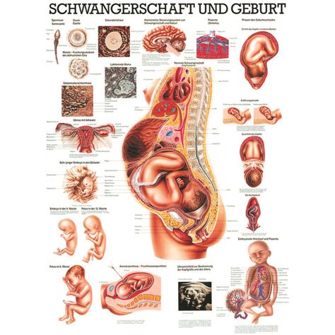 Es gibt natürlich eine übergangsregelung. Pin auf Hebamme 2019