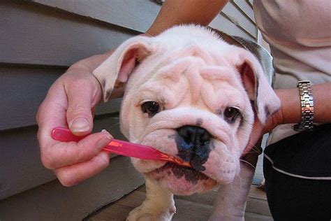 French bulldogs have many common health issues. 3 Simple Ways To Keep Your Bulldog's Teeth Clean