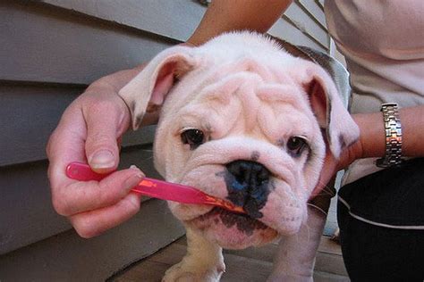 French bulldog necessities for all new owners. 3 Simple Ways To Keep Your Bulldog's Teeth Clean