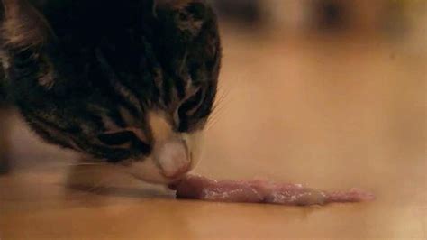 If we eat too much garlic, our breath might stink a single slice of bacon can hold ten times as much salt as a cat should eat in a day, and is loaded with saturated fat, too. Can Cats Eat Bacon? Nutrition facts & Risks - Petmoo