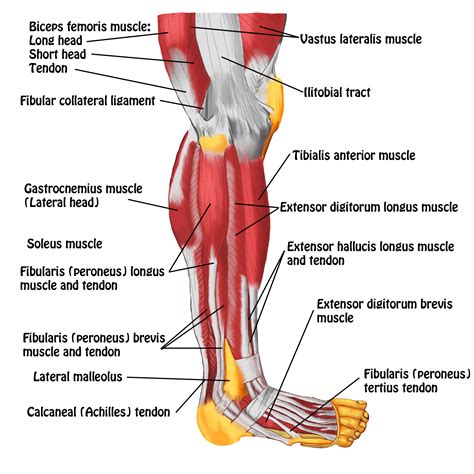 Here's a leg muscles diagram to give you an overview Muscles of Leg- Lateral View - Spontaneous Muscle Release ...