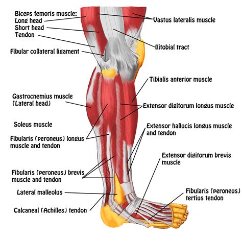 Note these are not all the muscles of the leg. Muscles of Leg- Lateral View - Spontaneous Muscle Release ...