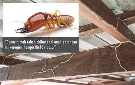 Anai anai dalam bahasa inggeris: Sebelum Rumah Anda Roboh. Ini Tanda-Tanda Awal Rumah Anda ...