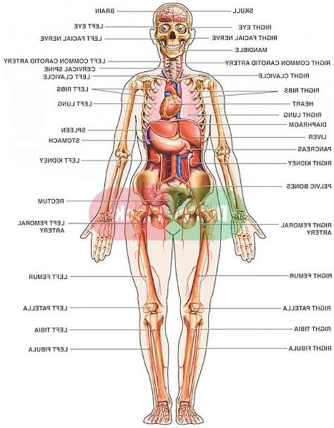 Female organ anatomy diagram awesome body diagram female back body of human for education. Human Female Anatomy Organs - koibana.info | Human anatomy ...