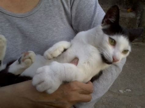 These 20 Cats Learned An Important Life Lesson The Hard ...