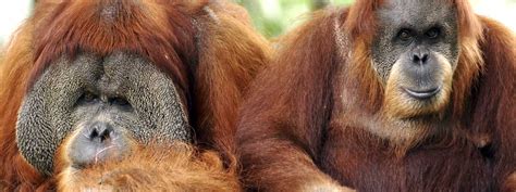 Animal central kalimantan helloindonesia indonesia indonesian kalimantan nature news travel. 7 of Indonesia's greatest wildlife experiences | Wanderlust