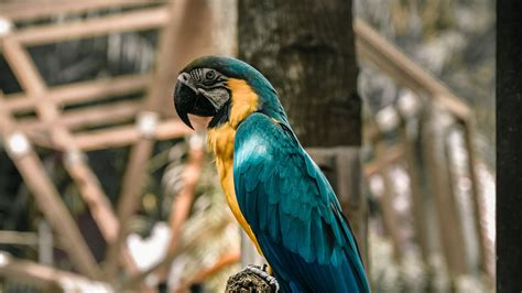 Click to see our best video content. Download wallpaper 1920x1080 macaw, parrot, birds, colorful, tree full hd, hdtv, fhd, 1080p hd ...