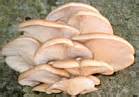 Oyster Mushroom (Pleurotus ostreatus & P. populinus) - Mushroom ...