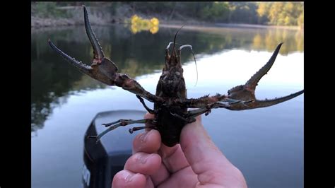 The rocks is a casual dining restaurant and bar you can even drive your boat up to and park in one of their slips. Trapping Monster Crawfish on Table Rock Lake, MO - YouTube