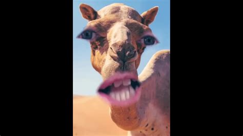 A camel with an abdnomal glioma. Joke of the day #17 - camel - YouTube