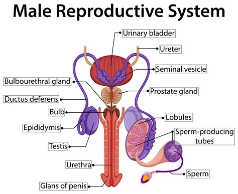The male reproductive system includes both internal and external parts. Chart showing male reproductive system - Download Free ...