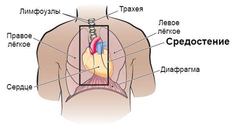 Если были замечены первые проявления одонтогенного сепсиса, необходимо в незамедлительном порядке обратиться за медицинской помощью, т.к заражение представляет собой исключительно смертельную опасность. Абсцесс зуба: причины, симптомы и лечение в статье ...