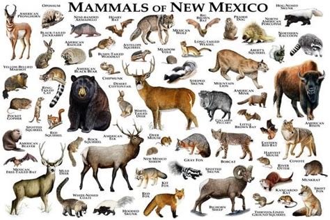 It is critically endangered in the wild because of the pollution and urban sprawl that threaten its habitat in the mexican basin. The state of New Mexico is home to many amazing mammals. On this poster-print are many of them ...