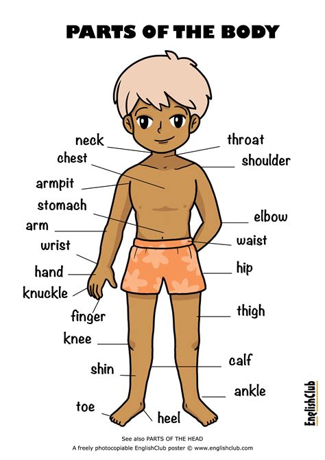 Revise animals and body vocabulary, practice structures, for example, the giraffe has got a long neck and four legs. ESL Posters | EnglishClub