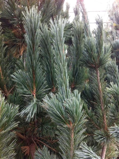 We did not find results for: Pinus flexilis 'Vanderwolf's Pyramid' Limber Pine from ...