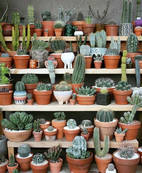 Usually the grafted tops are as broad as 4 inches across, with individual balls rarely larger than a golf ball. How Long Do Cacti Live? | Indoor cactus plants, Indoor ...