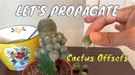 They are very waterwise and some can be while at the event, i was fortunate enough to get cuttings from several cactus in the new opuntia. Propagating Offsets from a Grafted Cactus | Cactus ...