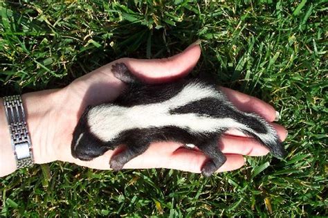 In the online puzzle creator you can select from the 8 different puzzle modes (jigsaw. Online Jigsaw Puzzle - Baby Skunk