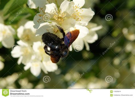 We did not find results for: Carpenter Bee On Flowers Of Sweet Mock-orange Stock Photo ...