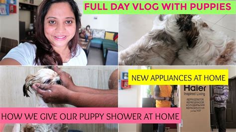 Using a shampoo specifically made for dogs or puppies is much safer and better for your furry friend. How To Bathe Your Shih Tzu Puppy | A Full Day Vlog With My ...