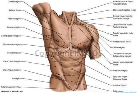 A massive chest anchors the upper body and enhances the. Pin by Look on Anatomy, references and tuts | Anatomy ...