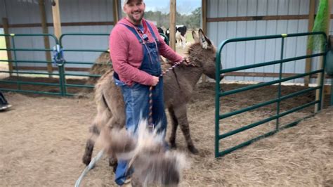 It is bordered by the mighty san jacinto river to the west and has a variety of ponds, creeks and open grasslands. Ima Survivor Donkey and Farm Animal Sanctuary - Barbed ...