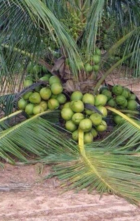 Pokok kelapa memang banyak kegunaannya. Kiong Dream Garden: Kelapa Pandan - Wangi + Sedap