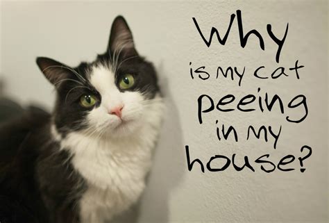 I have a kitten that i think is around 3 months old and the vet won't fix him until he is 4 months. Why Is My Cat Peeing in the House? | PetHelpful