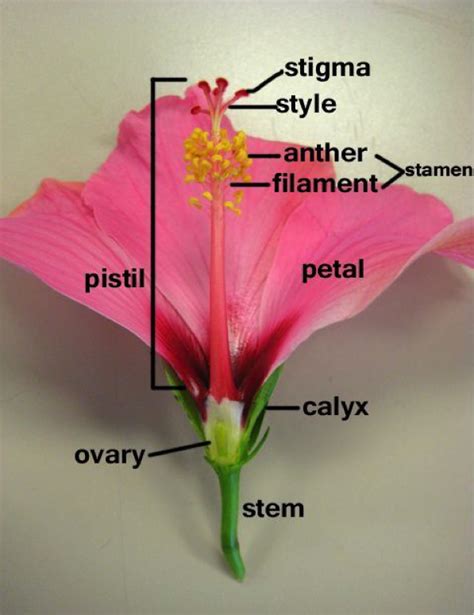 Sometimes, flowers have both female and male reproductive parts. Learn more about hibiscus plants #hibiscus #flowers # ...