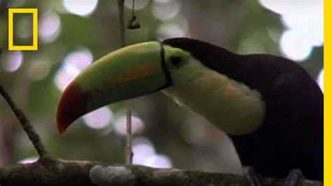 National geographic headquarters 1145 17th street nw washington, dc 20036. Birds of Paradise - Toucan | National Geographic - YouTube