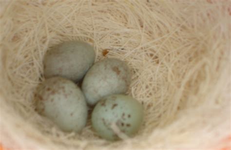 Ihr wollt wissen wo sich die schlafplätze der vögel befinden. Aktuelles - Zucht