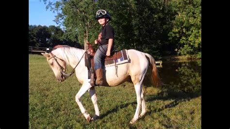 Newest oldest price ascending price descending relevance. SOLD "SUNSHINE" HORSE FOR SALE Palomino Paint Mare Cob ...